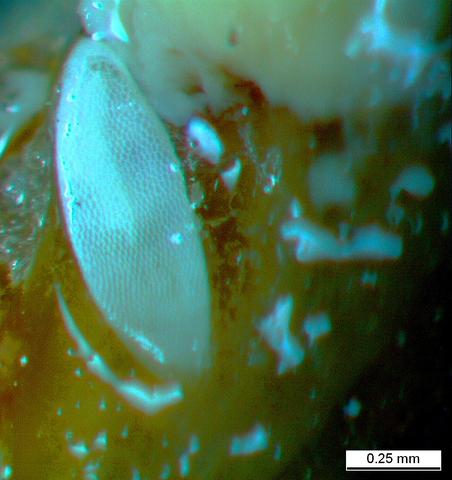Neosilba perezi egg -2