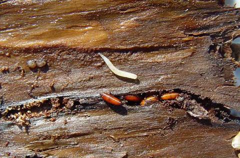 Lonchaea spp. larva and puparia