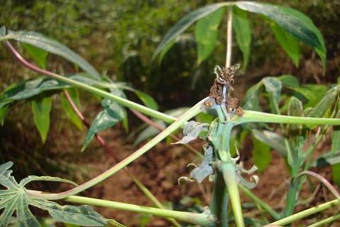 Damage to Cassava shoots