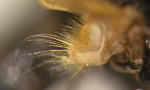 Silba fumosa - fringe of claypterae