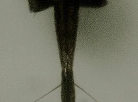 Chaetolonchaea pallipennis aculeus